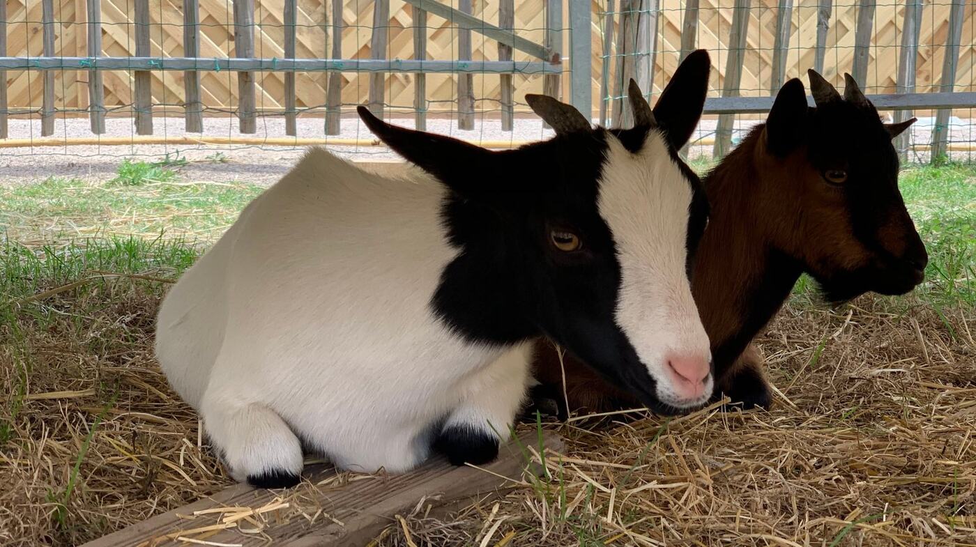 Deux chèvres se reposent à la mini-ferme
