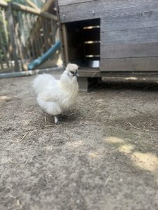 Poules