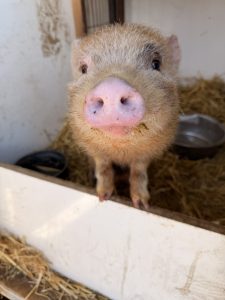 Cochon nain