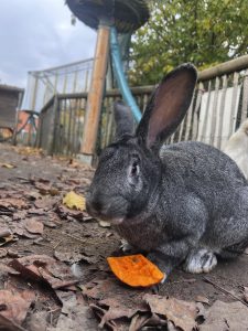 Lapin Géant des Flandres